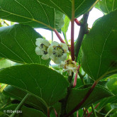 Kiwaï ♀ à Fruits Verts Ronds Bio