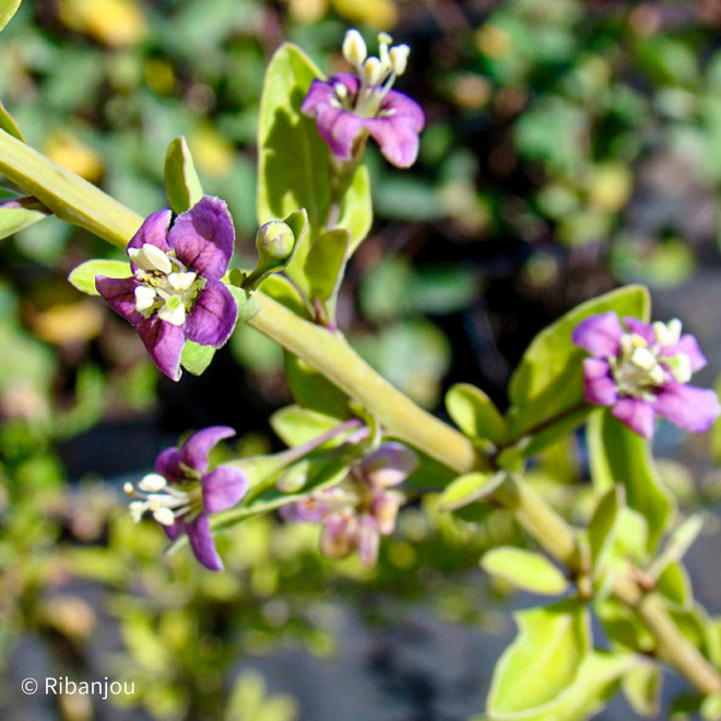 Baies de Goji Commune Bio