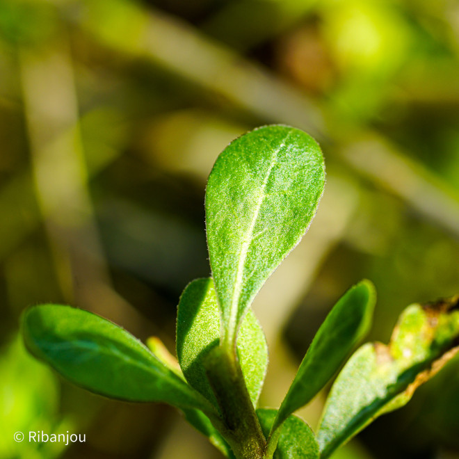 Baies de Goji Commune Bio