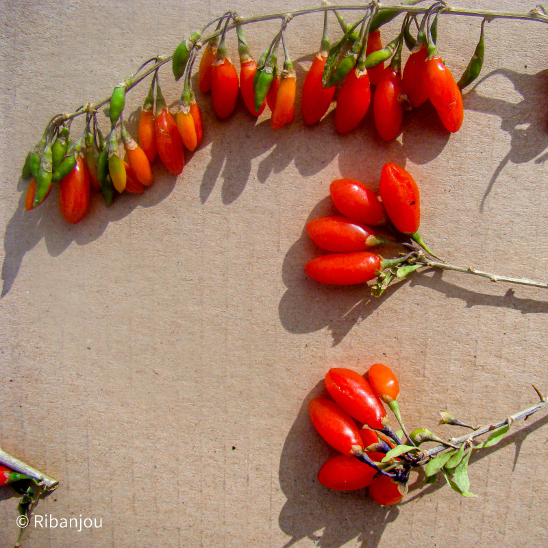 Baies de Goji Commune Bio