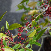 Poivrier du Timut Bio