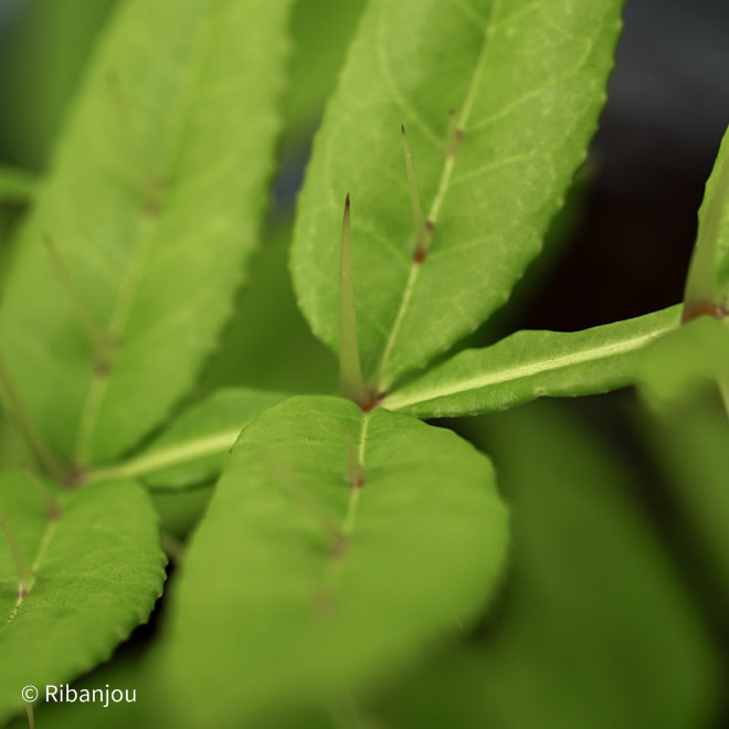 Poivrier du Timut Bio
