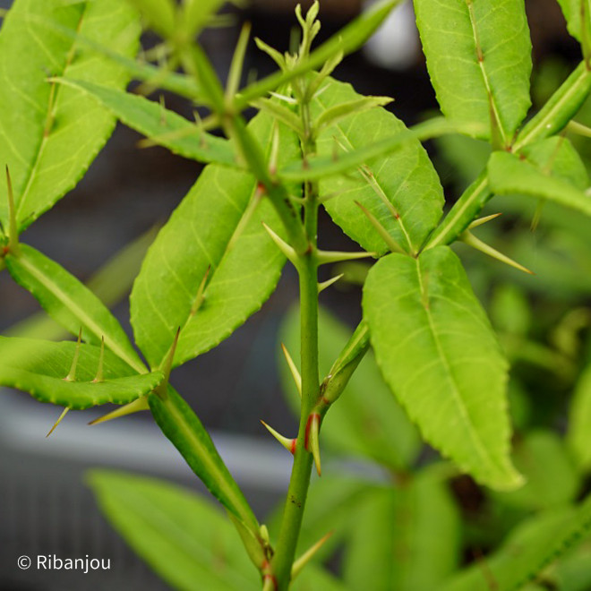 Poivrier du Timut Bio