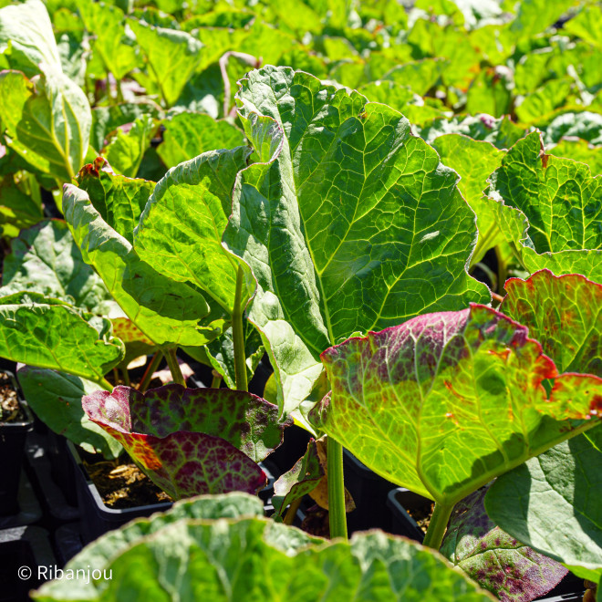Rhubarbe des jardins Bio