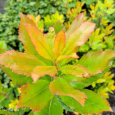 Arbousier X Marina Bio