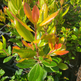 Arbousier X Marina Bio