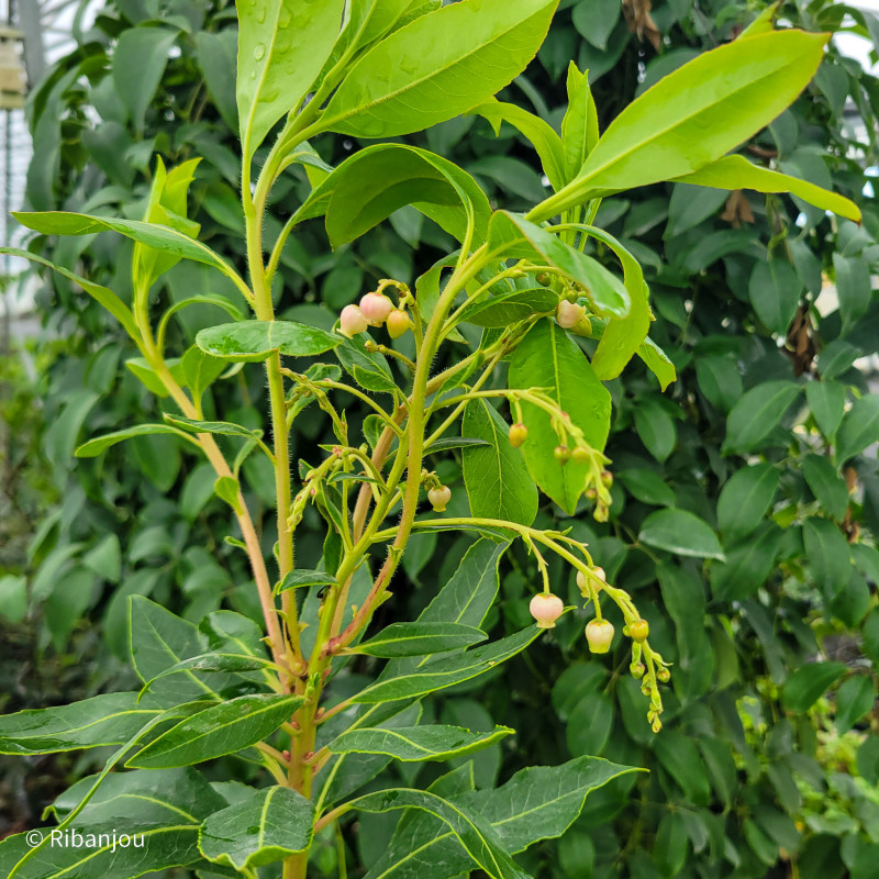 Arbousier X Marina Bio