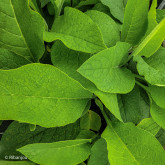 Consoude Officinale Bocking 14  Bio