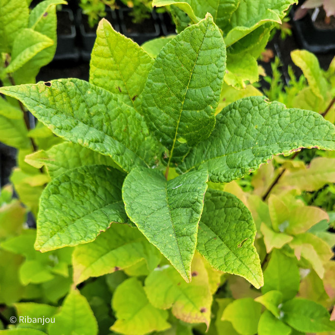 Merisier à grappe Bio