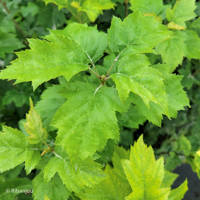 Alisier torminal Bio