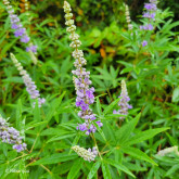 Poivre des moines Bio Poivre des moines Bio