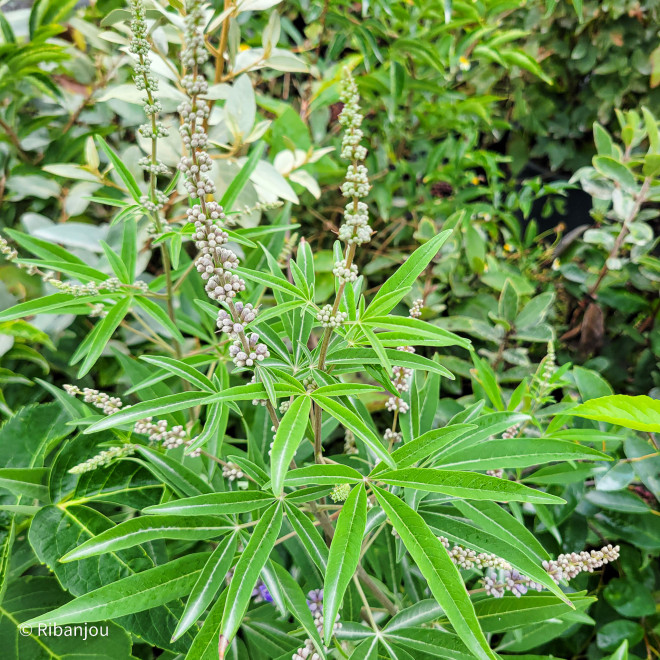 Poivre des moines Bio