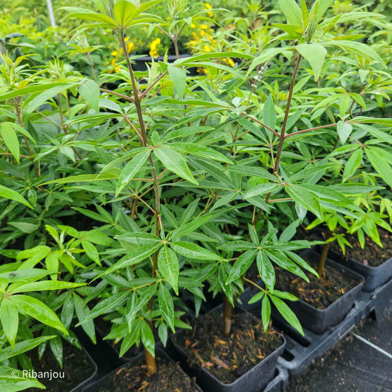 Poivre des moines Bio Poivre des moines Bio