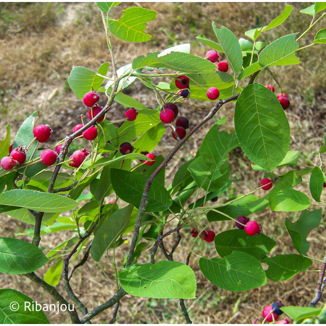 Amélanchier grâcieux Bio