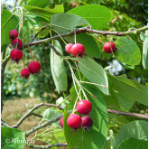 Amélanchier grâcieux Bio