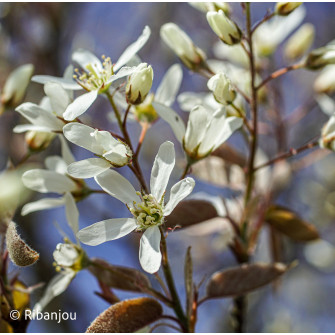 Amélanchier grâcieux Bio