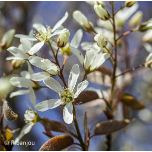 Amélanchier grâcieux Bio