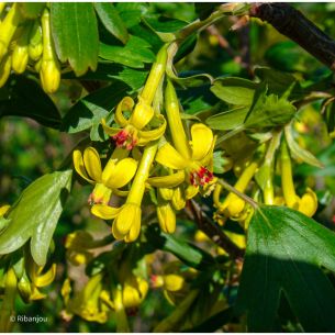 Groseillier d\'ornement Daniela Bio