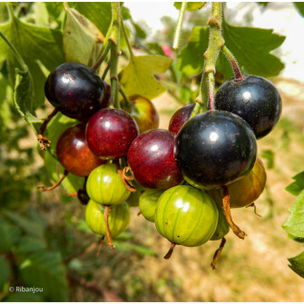 Groseillier d\'ornement Imperator Bio