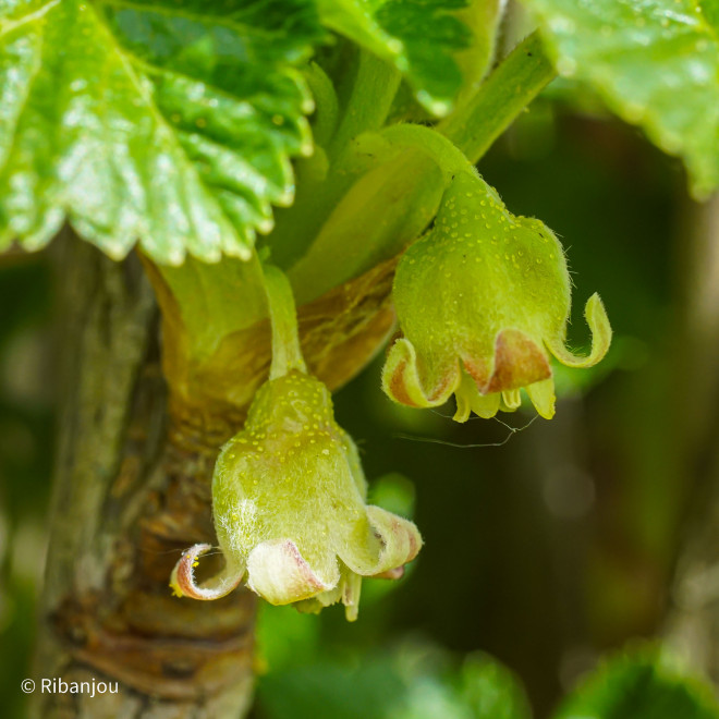 Cassis Noir de Bourgogne Bio