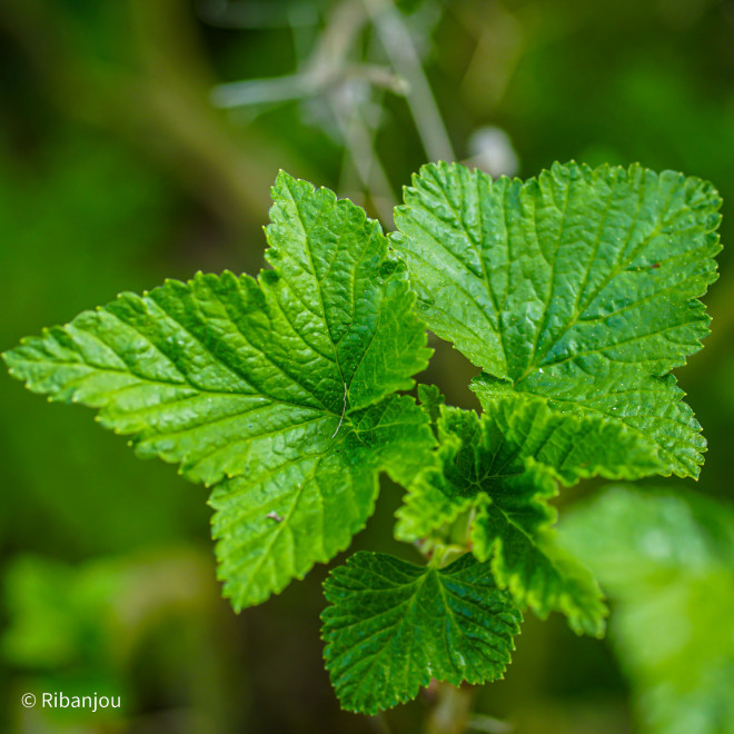 Cassis Noir de Bourgogne Bio