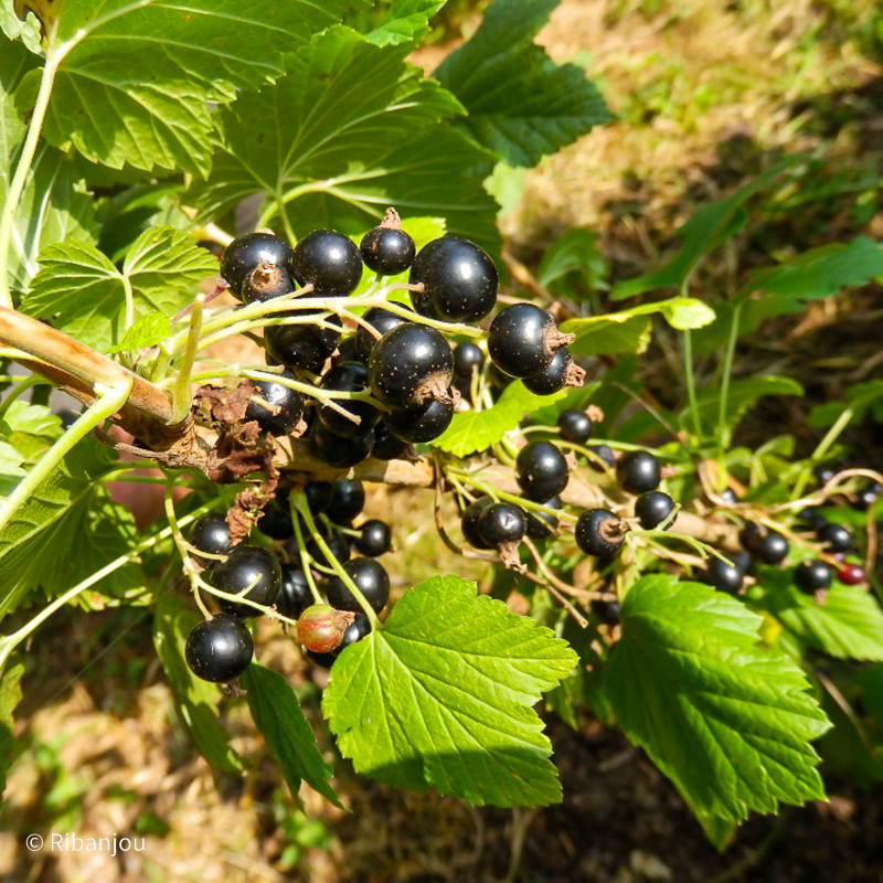 Cassis Noir de Bourgogne Bio Cassis Noir de Bourgogne Bio