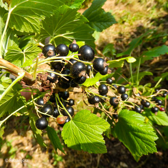 Cassis Noir de Bourgogne Bio