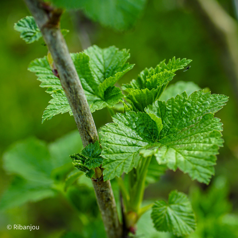 Cassis Géant de Boskoop Bio