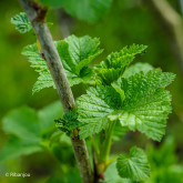 Cassis Géant de Boskoop Bio