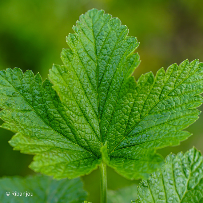 Cassis Géant de Boskoop Bio