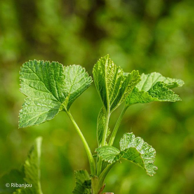 Cassis Blackdown Bio