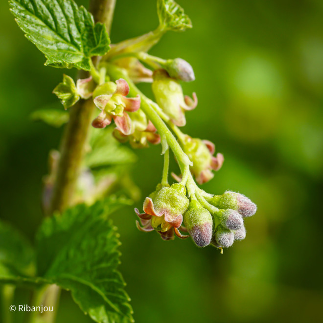 Cassis Blackdown Bio