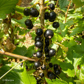 Cassis Blackdown Bio