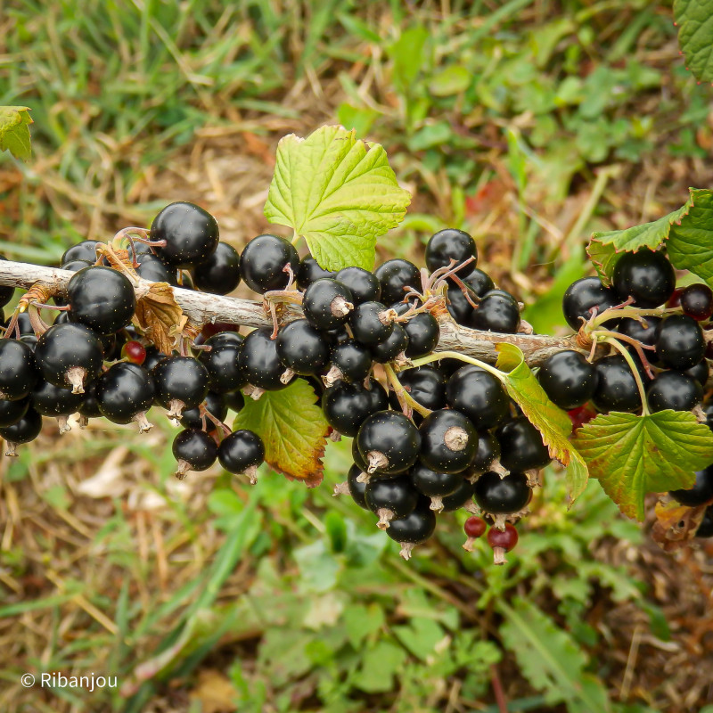 Cassis Blackdown Bio