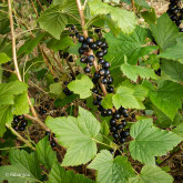 Cassis Bigrou Bio Cassis Bigrou Bio