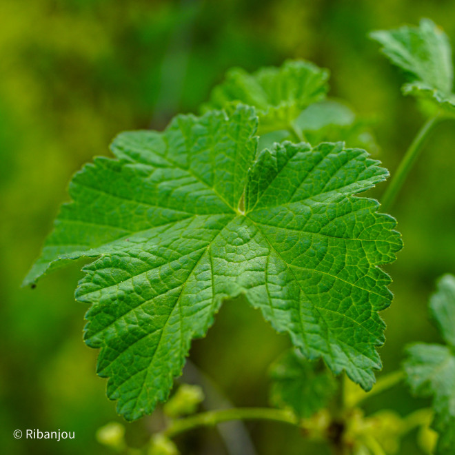 Groseillier Wilder Bio