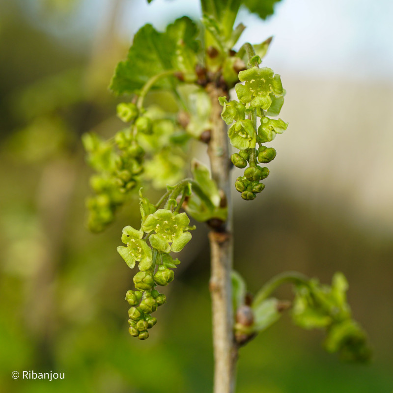 Groseillier Wilder Bio