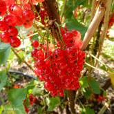 Groseillier Wilder Bio