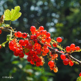 Groseillier Versaillaise Rouge Bio