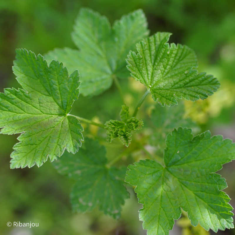 Groseillier Versaillaise Rouge Bio