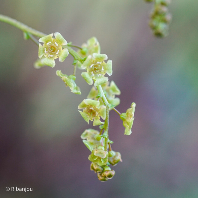 Groseillier Versaillaise Rouge Bio