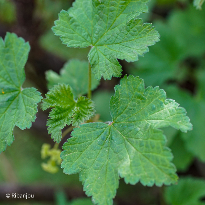 Groseillier Versaillaise Blanche Bio