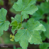 Groseillier Versaillaise Blanche Bio