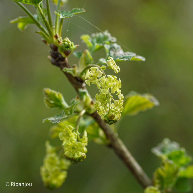 Groseillier Versaillaise Blanche Bio