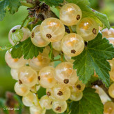 Groseillier Versaillaise Blanche Bio