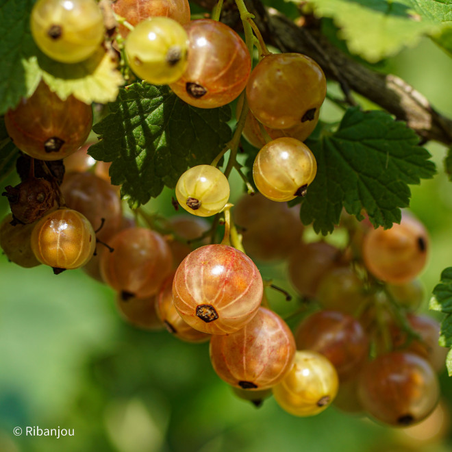 Groseillier Rose de Champagne Bio
