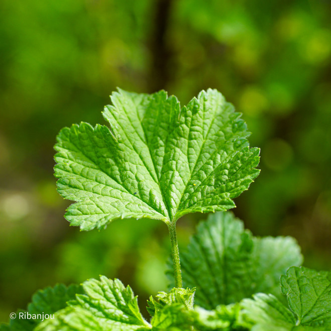 Groseillier Rose de Champagne Bio