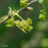 Groseillier Rose de Champagne Bio
