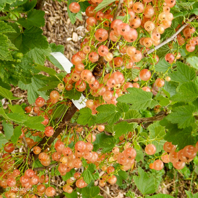 Groseillier Rose de Champagne Bio