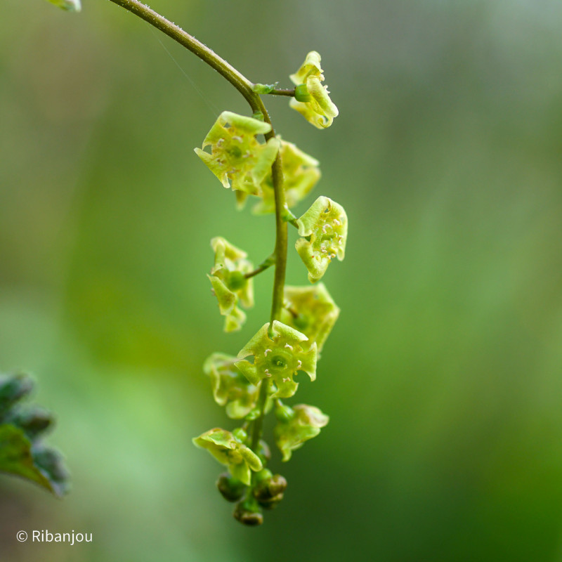 Groseillier Red Lake Bio